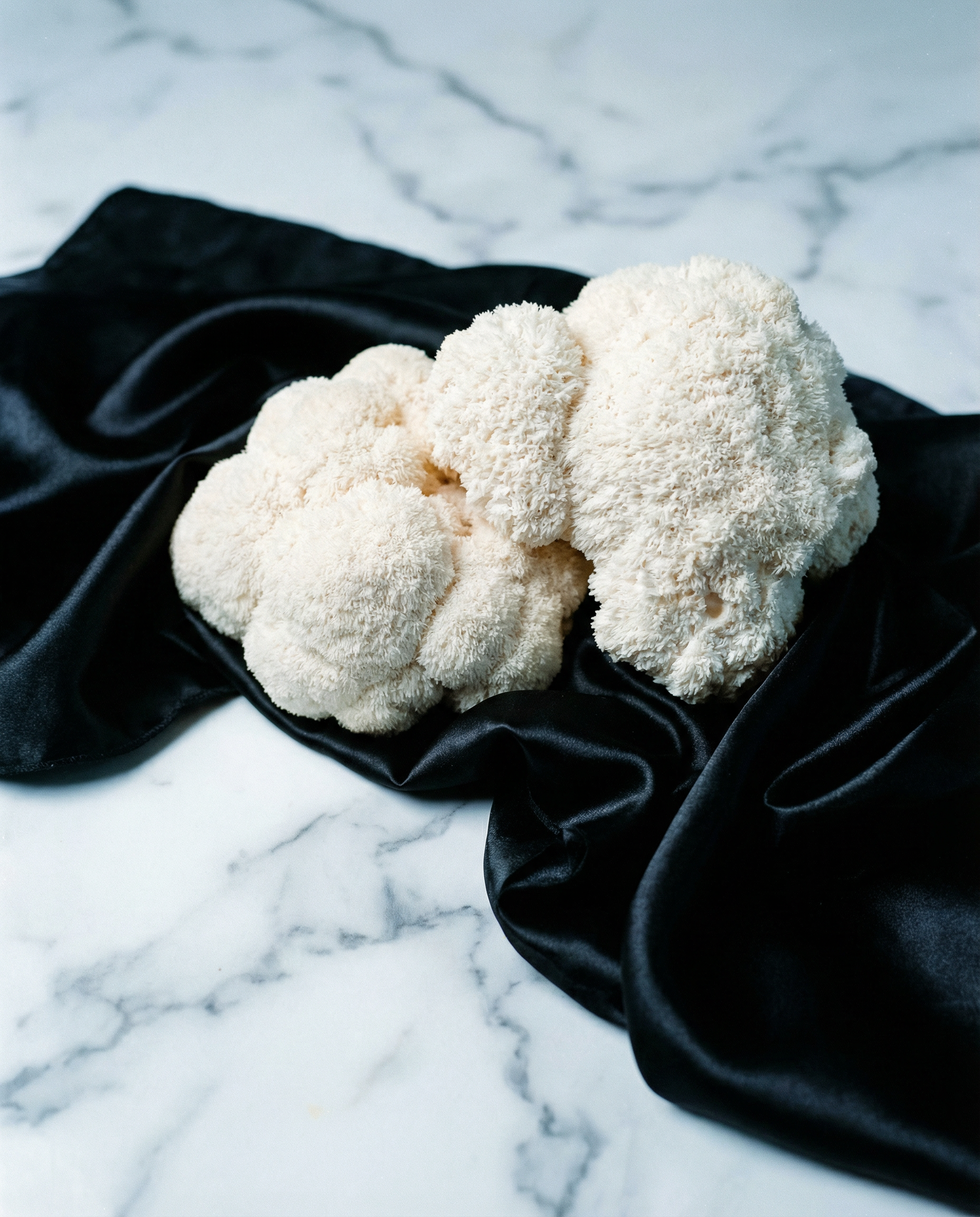 The Initiate’s Growth Kit: Lion’s Mane Edition