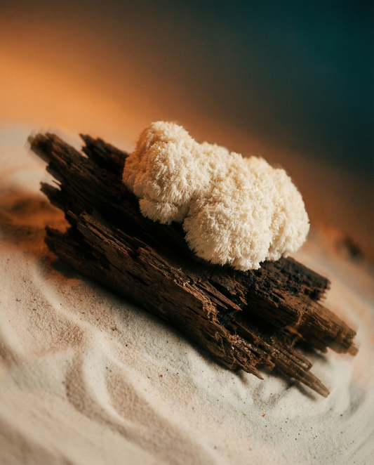 The Initiate’s Growth Kit: Lion’s Mane Edition