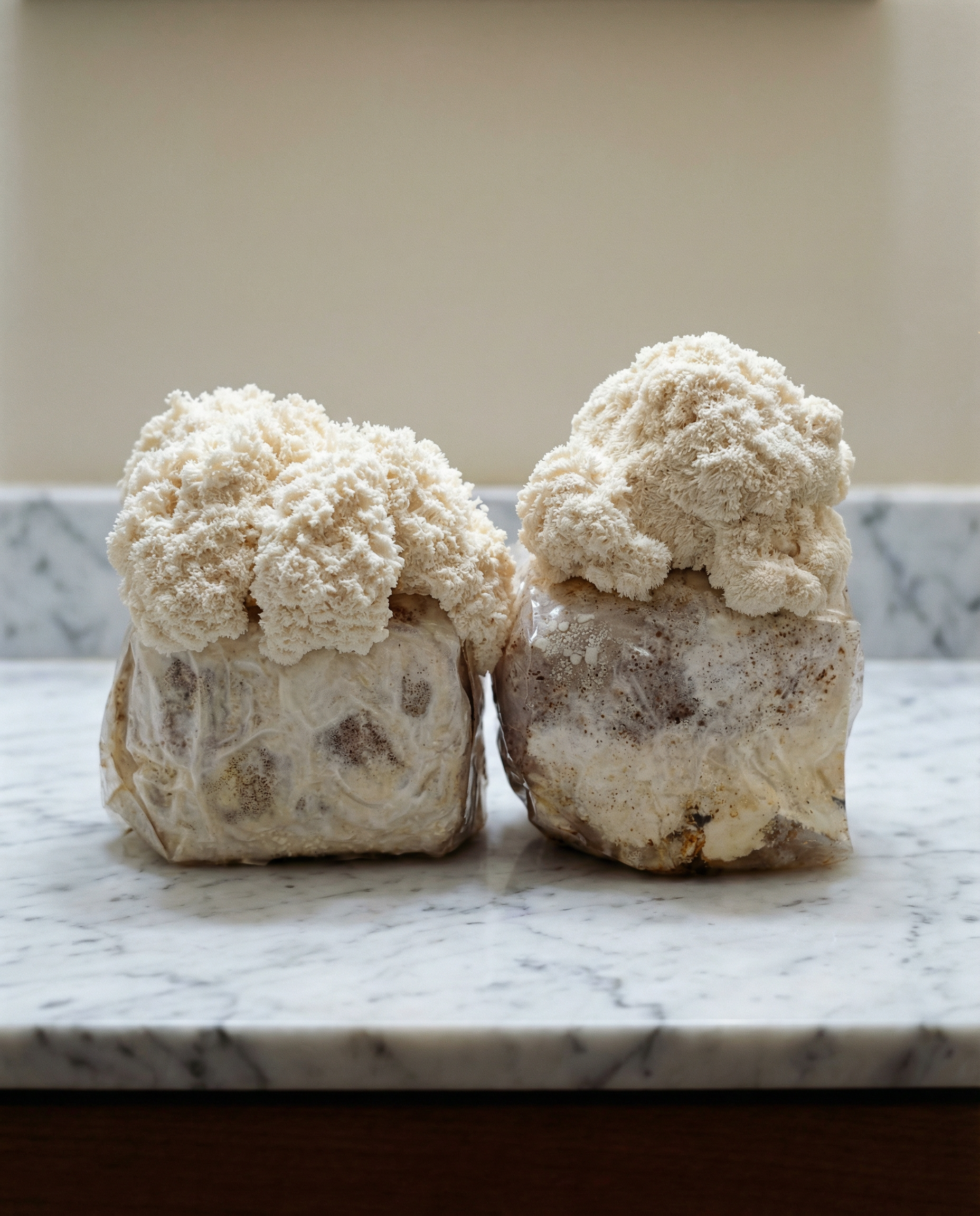 The Initiate’s Growth Kit: Lion’s Mane Edition